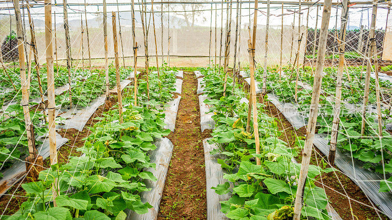 最好的黄瓜种植在越南Duong Lam Dong的温室里